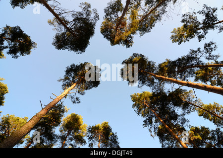 Tall Pine Tree in una foresta in inglese Foto Stock