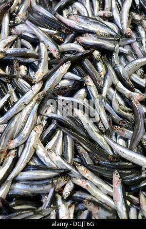 Le sardine fresche, mercato, Kadiköy, Istanbul, parte asiatica, Provincia di Istanbul, Turchia Foto Stock