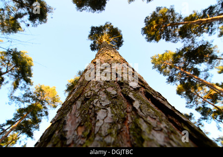 Tall Pine Tree in una foresta in inglese Foto Stock