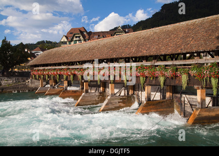 Tomaia chiusa tra il Lago di Thun e il fiume Aare in Thun, Svizzera. Foto Stock