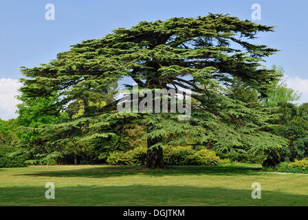 Il vecchio cedro del Libano (Cedrus libani) nel parco di Osborne House, Est Bowes, Isle of Wight, England, Regno Unito, Europa Foto Stock