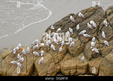 Colonia di rosso-fatturati i gabbiani (Larus scopulinus), specie endemiche, Shag Punto vicino Karitane, a nord di Dunedin, Isola del Sud Foto Stock