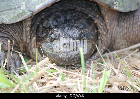 Trovato in erba secca vicino ad una zona paludosa. Il comune di tartaruga snapping è la più grande delle tartarughe di acqua dolce si trova in Canada. Foto Stock