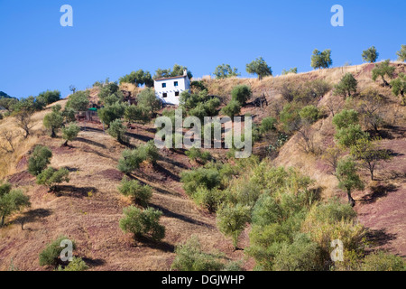 Agriturismo dipinte di bianco su una collina in oliveto, El Gastor, la provincia di Cadiz Cadice, Spagna Foto Stock