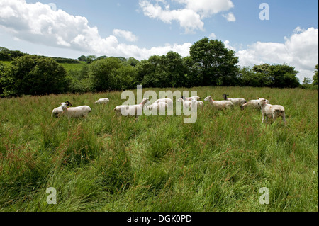 Un misto di gregge di pecore Pecore in un prato di erba lunga in una bella giornata estiva in Devon Foto Stock