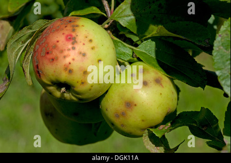 Mele gravemente colpiti da apple scab, Venturia inaequalis, una malattia fungina Foto Stock