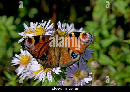 Farfalla Pavone, Aglais io, su un michaelmas daisy, Aster spp., fiore in autunno Foto Stock