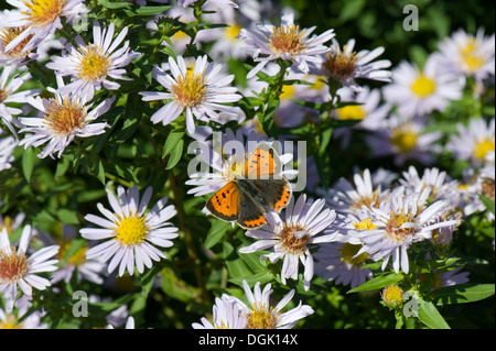 Rame piccola farfalla Lycaena phlaeas, su un michaelmas daisy, Aster spp., fiore in autunno Foto Stock