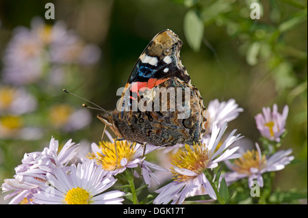 Red admiral butterfly, Vanessa Atalanta, su un michaelmas daisy, Aster spp., fiore in autunno Foto Stock