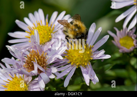 Una carda comune bee, Bombus pascuorum, raccogliendo il nettare da un michaelmas daisy, Aster, fiore in una bella giornata d'autunno Foto Stock