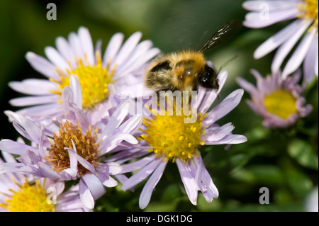 Una carda comune bee, Bombus pascuorum, di prendere il volo da un michaelmas daisy, Aster, fiore in una bella giornata d'autunno Foto Stock