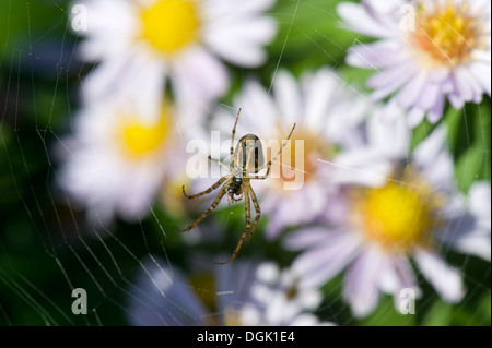 Una femmina di giardino spider , Araneus diadematus, su di una sfera di web tra michaelmas daisy, Aster, fiori Foto Stock