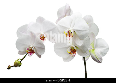 Il ramo con fiori di colore bianco orchidee isolato su bianco Foto Stock