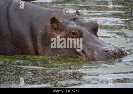 Comune (Ippopotamo Hippopotamus amphibius) parte sommerso in acqua a Whipsnade Zoo, UK. Foto Stock