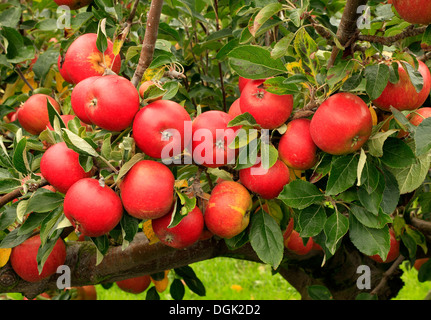 Apple 'Cox's Orange Pippin', malus domestica mele varietà varietà crescente su albero Foto Stock