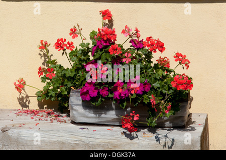 Fiori di geranio rosso giardino, Repubblica Ceca Foto Stock