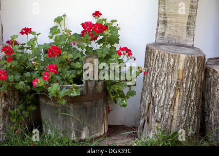 Giardino rossi gerani Repubblica Ceca, Europa Foto Stock