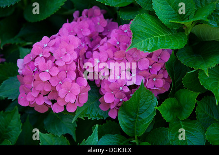 Hydrangea macrophylla, fiori di colore rosa Foto Stock