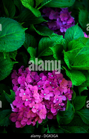 Splendida fioritura di lilla e di rosa fiori di ortensie Repubblica Ceca, Europa Foto Stock