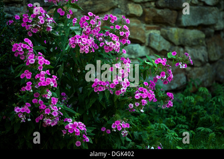 Giardino viola parete Phlox paniculata Foto Stock