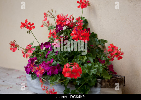 Giardino rosso geranio fiori, Repubblica Ceca, Europa Pelargonium Foto Stock