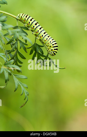 A coda di rondine caterpillar a farfalla sul latte prezzemolo Norfolk Broads, Inghilterra. Foto Stock