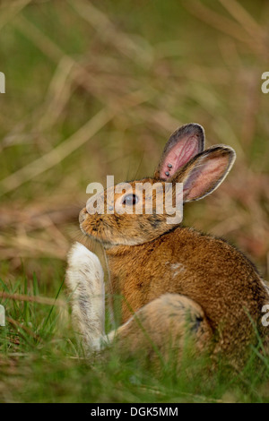 Escursioni con le racchette da neve (lepre Lepus americanus) chiamato anche la lepre variabile estate pelage graffiare un prurito, maggiore Sudbury, Ontario, Canada Foto Stock