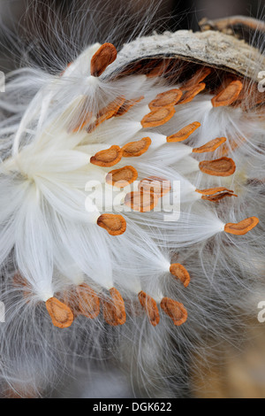 Milkweed comune (Asclepias syriaca) sementi di rottura maggiore pod Sudbury, Ontario, Canada Foto Stock