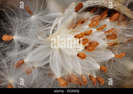 Milkweed comune (Asclepias syriaca) sementi di rottura maggiore pod Sudbury, Ontario, Canada Foto Stock