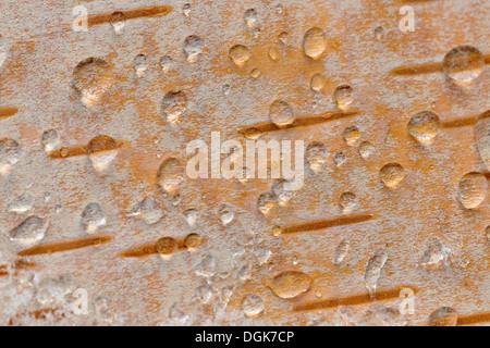 Bianco (Betulla Betula papyrifera) Closeup della corteccia con fusione della neve di gocce di acqua Ontario Canada Foto Stock