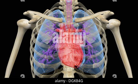 Illustrazione di un cuore umano e nei polmoni Foto Stock