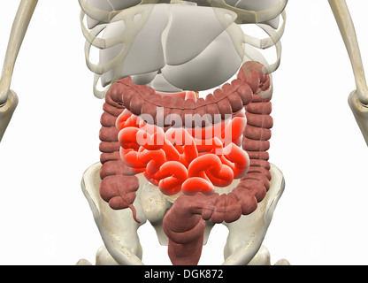 Interno di anatomia umana e di sistemi di organi Foto Stock