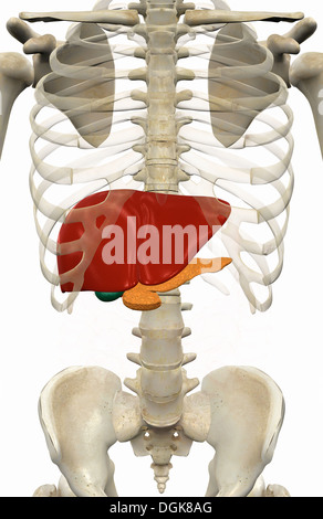 Interno di anatomia umana e di sistemi di organi Foto Stock