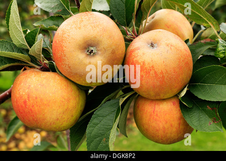 Apple 'Ashmead Kernel dell', malus domestica, mele, chiamato varietà varietà crescente su albero Foto Stock