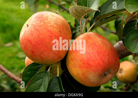 Apple 'Ashmead Kernel dell', malus domestica, mele, chiamato varietà varietà crescente su albero Foto Stock