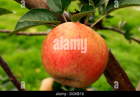 Apple 'Ashmead Kernel dell', malus domestica, mele, chiamato varietà varietà crescente su albero Foto Stock