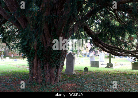 Yew Tree in St James sagrato, Badsey, Vale of Evesham, Worcestershire, Regno Unito Foto Stock