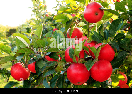 Apple 'scoperta', malus domestica, le mele rosse, chiamato varietà varietà crescente su albero Foto Stock