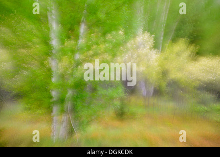 Bianco e betulla pincherry fioritura degli alberi in primavera maggiore Sudbury Ontario Canada Foto Stock