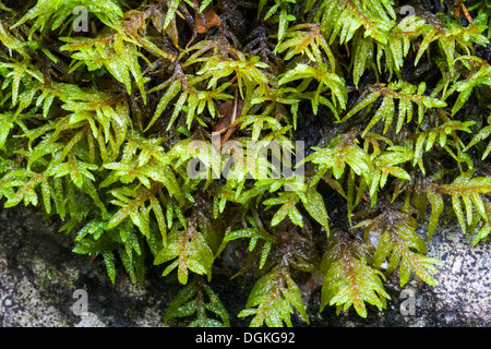 Pleurozium moss (Pleurozium schreberi) crescita Foto Stock