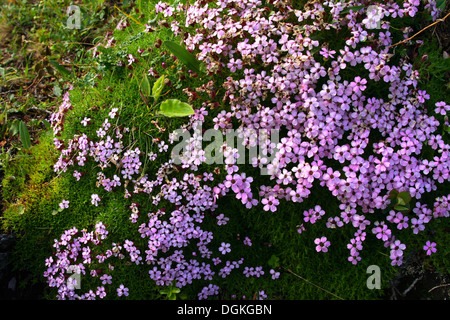 Cuscino rosa (Silene acaulis) crescita Foto Stock