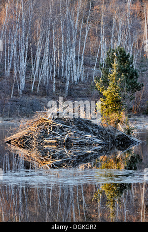 Beaverpond in primavera all'alba con kingfisher arroccato su beaver lodge tree maggiore Sudbury Ontario Canada Foto Stock