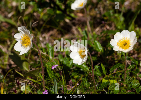 Mountain avens (Dryas octopetala) Fiori Foto Stock