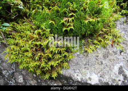 Rosso-derivava feathermoss (Pleurozium schreberi)oma auto rock Foto Stock