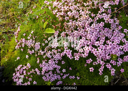 Moss campion (Silene acaulis) crescita Foto Stock