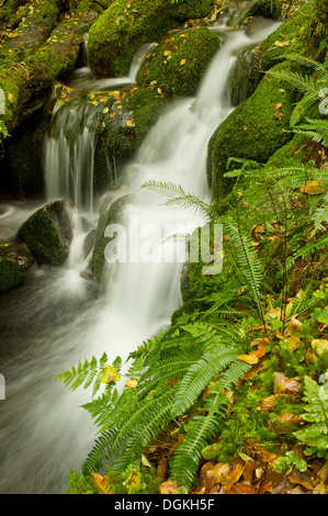 Foglie di autunno decorare pendii sotto il nativo di antiche querce e faggi di Dendle il legno sul Dartmoor. Foto Stock