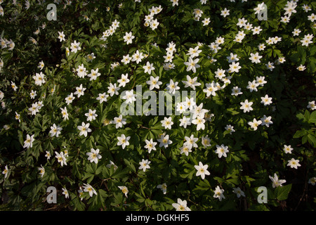 Legno (anemone Anemone nemorosa ,) Fiori Foto Stock