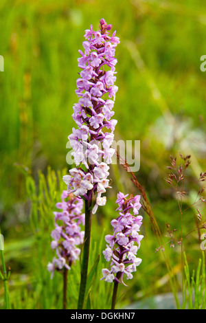 Fragranti Orchidea (Gymnadenia conopsea) Foto Stock