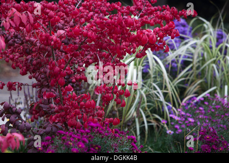 Roveto ardente, Euonymus alatus, giardino, impianto di autunno Foto Stock