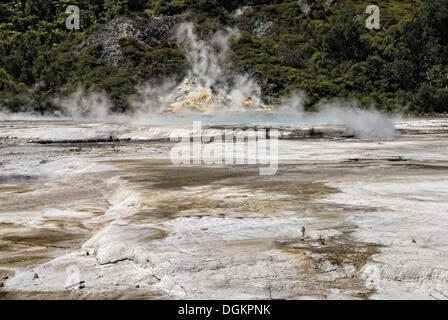 Artisti tavolozza, Orakei Korako Grotta e Parco Termale, Hidden Valley, Taupo, Rotorua, Isola del nord, Nuova Zelanda Foto Stock